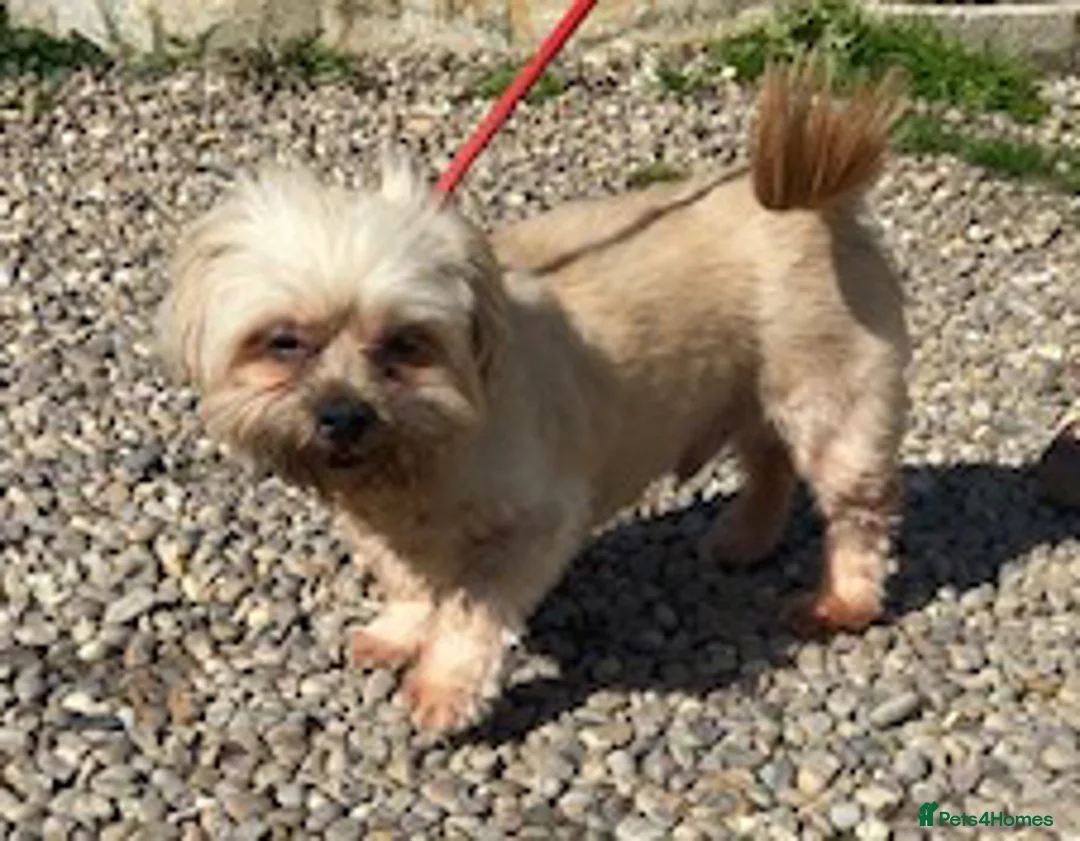 Shih Tzu dogs for adoption: Adorable Oscar wants a new loving forever home - Advert 2