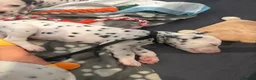 Dalmatian dogs for sale: 🐾 Stunning KC Pedigree Dalmatian Puppies 🐾 - Advert 16