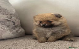 Pomeranian dogs for sale: Pomeranian tiny orange female   🧡🍊🐾 - Image 19