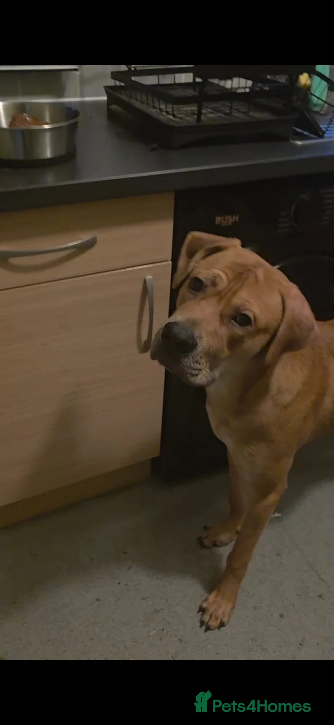 Mixed Breed dogs for sale: Mastiff-Staffy Good Boy needs Loving home in London - Advert 2