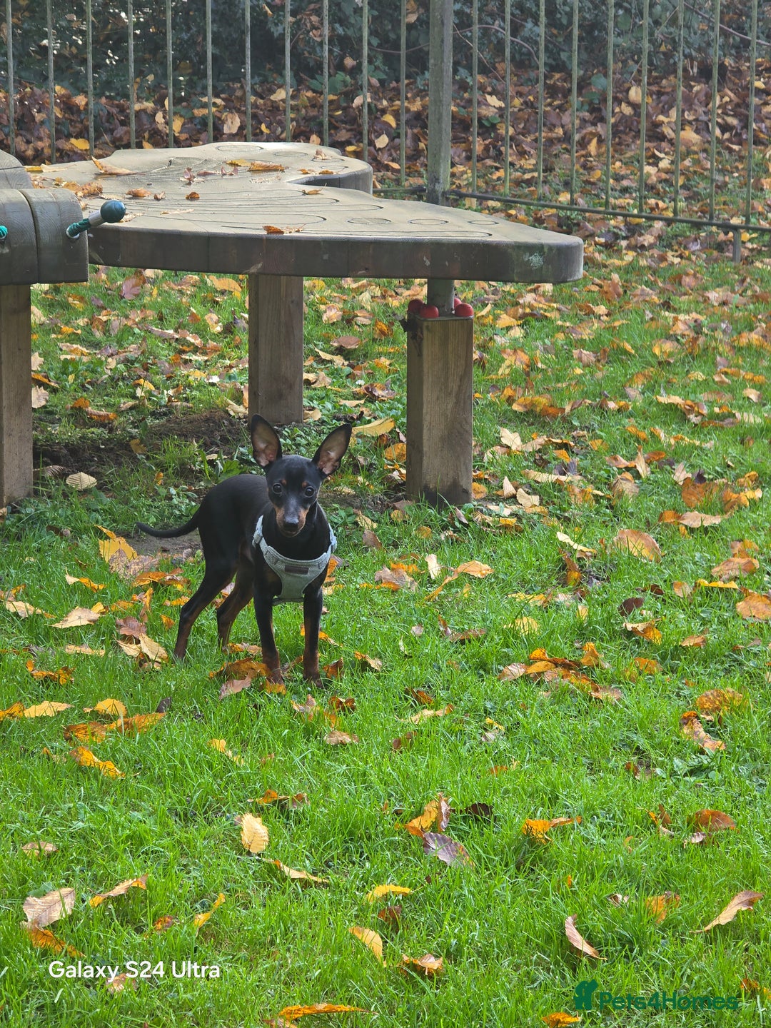 Miniature Pinscher dogs for sale: Pimscher Miniature - Advert 4