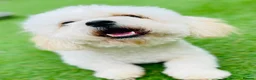 Cavapoochon dogs for sale: Exceptional Extensively health tested cavapoochon - Advert 25