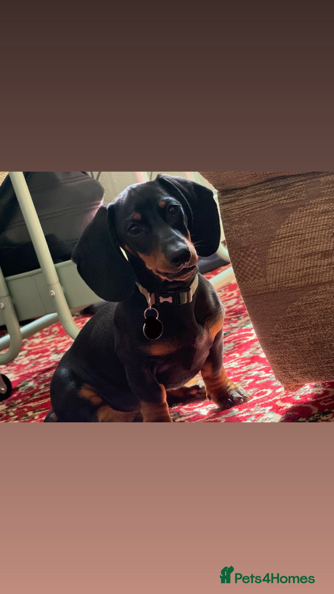 Dachshund dogs dachshund black and tan - Advert 7