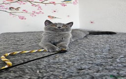 British Shorthair cats for sale: Gccf British Shorthair female  - Image 3