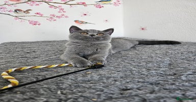 British Shorthair cats - Advert 9