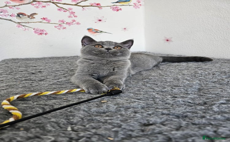 British Shorthair cats - Advert 14