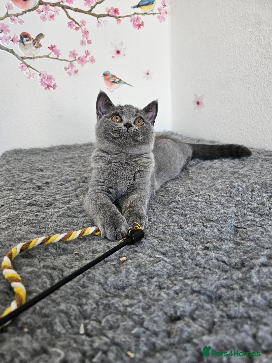 British Shorthair cats for sale: Gccf British Shorthair female  - Image 3