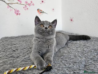 British Shorthair cats - Advert 8