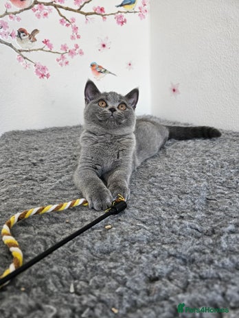British Shorthair cats - Advert 1