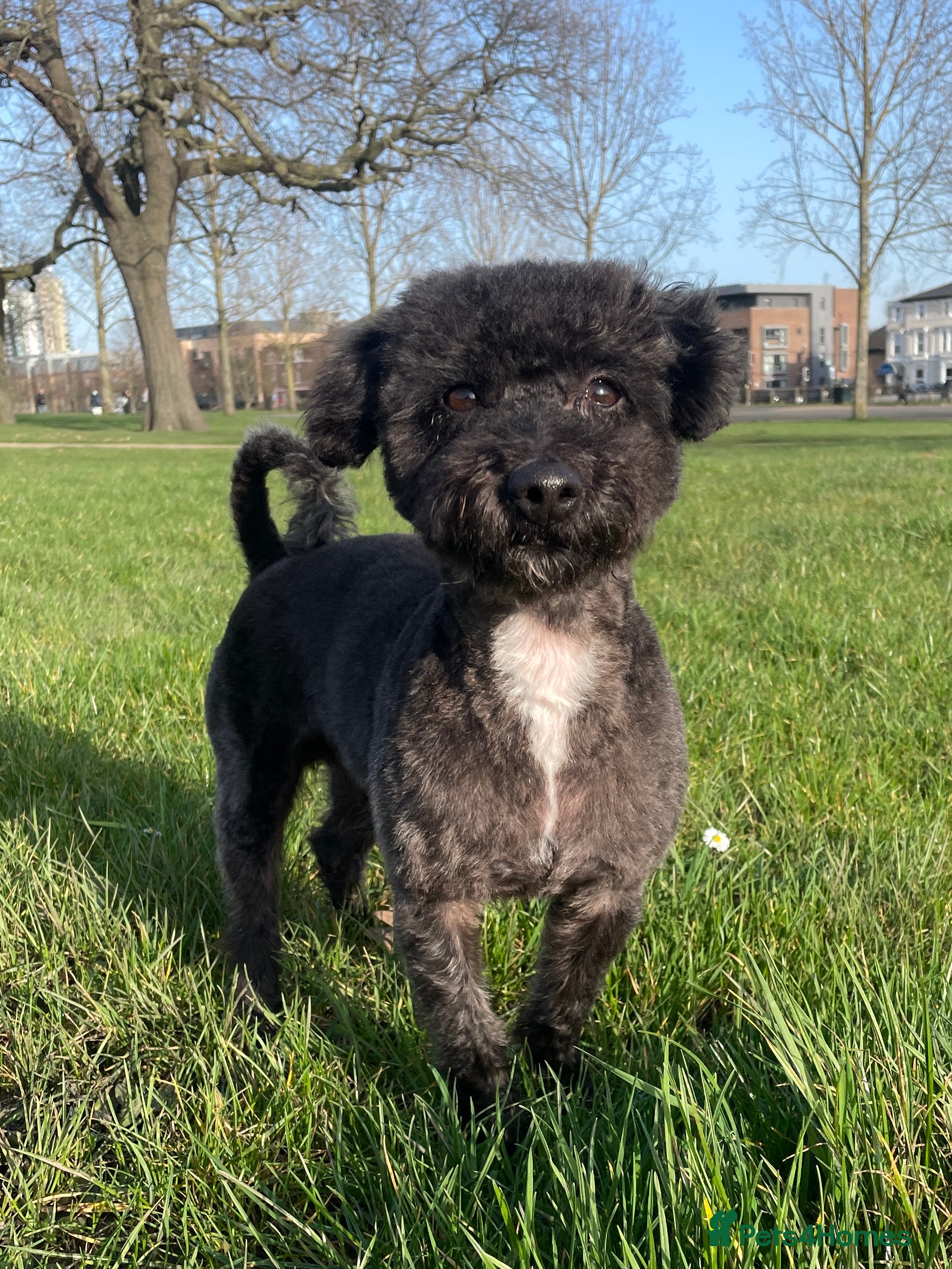 Jackapoo dogs Gorgeous Jackapoo Available for Stud - Advert 2