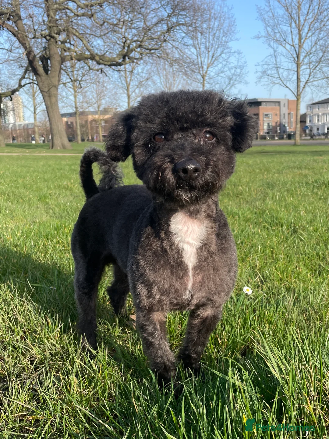 Jackapoo dogs for stud: Gorgeous Jackapoo Available for Stud - Advert 1