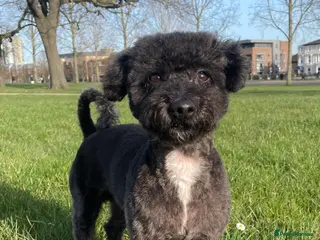 Jackapoo dogs Gorgeous Jackapoo Available for Stud - Advert 2