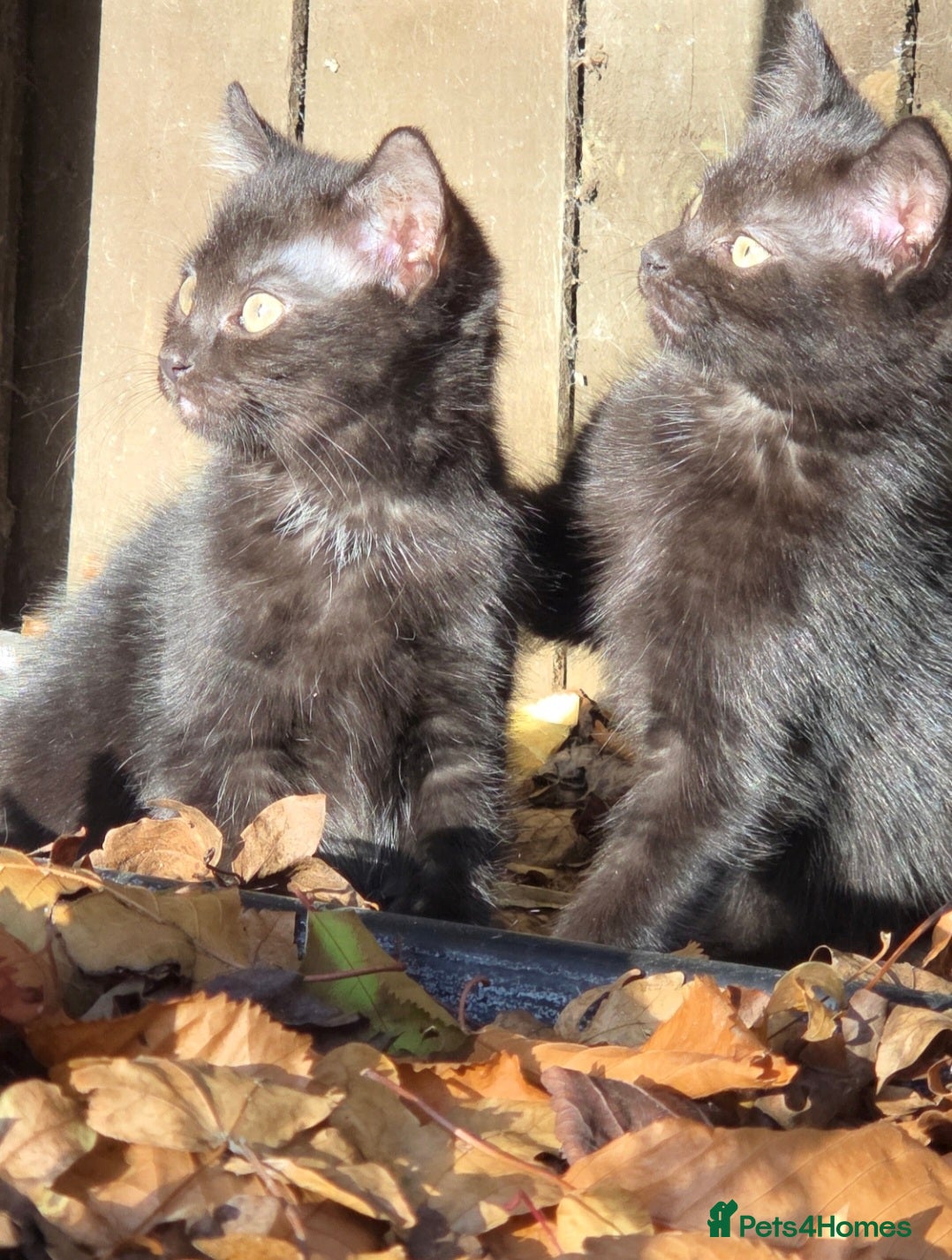 Mixed Breed cats Two beautiful boys wanting a loving home  - Advert 18