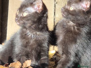 Mixed Breed cats Two beautiful boys wanting a loving home - Advert 14