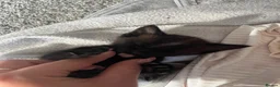 Mixed Breed cats for sale: 2 kittens for sale  in Milton Keynes - Advert 2