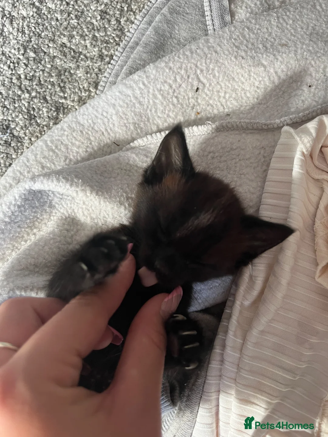 Mixed Breed cats for sale: 2 kittens for sale  in Milton Keynes - Advert 2