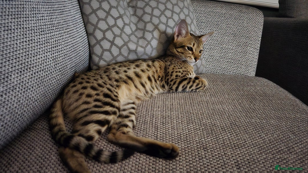 Savannah cats for sale: F3 Savannah female  - Image 2