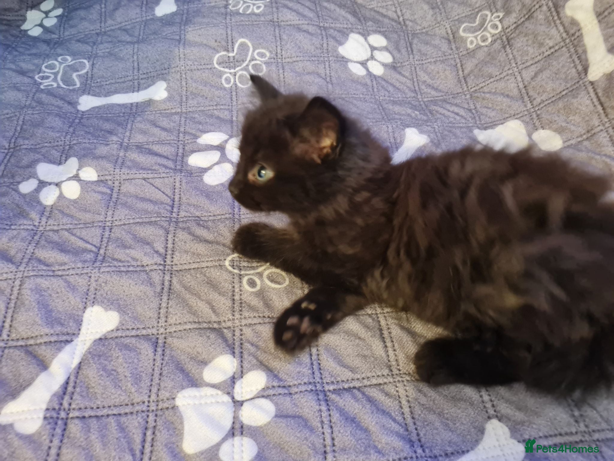 Mixed Breed cats Gorgeous kittens 2 long hair and 1 short  - Advert 1