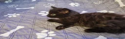 Mixed Breed cats for sale: Gorgeous kittens 2 long hair and 1 short  - Advert 13