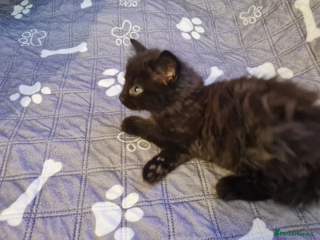 Mixed Breed cats for sale:  kitten  black smokey tabby fluffy hair  - Advert 1