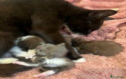 British Shorthair cats for sale: British shorthair x kittens - Image 8