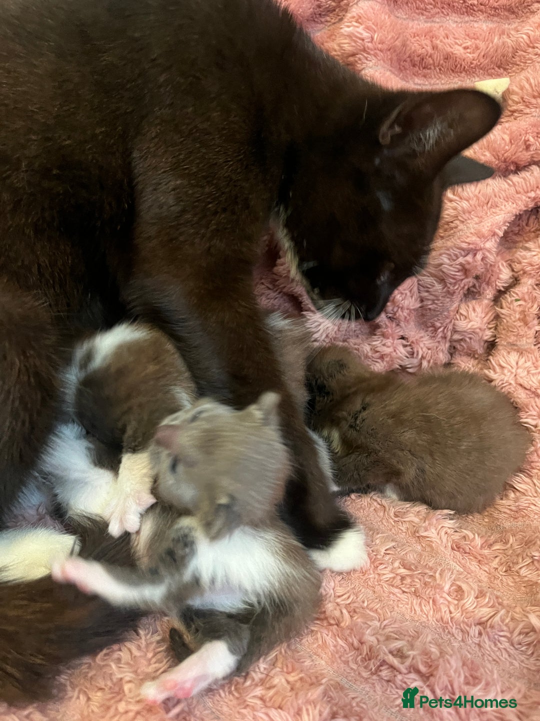 British Shorthair cats for sale: British shorthair x kittens - Image 8
