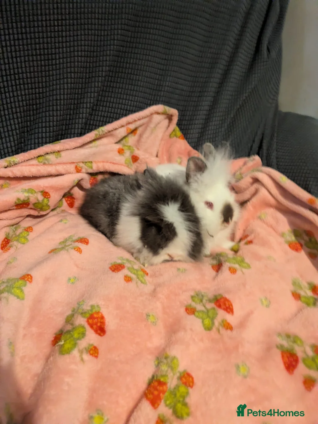 Lionhead rabbits for sale: Baby lionhead rabbits  - Advert 1