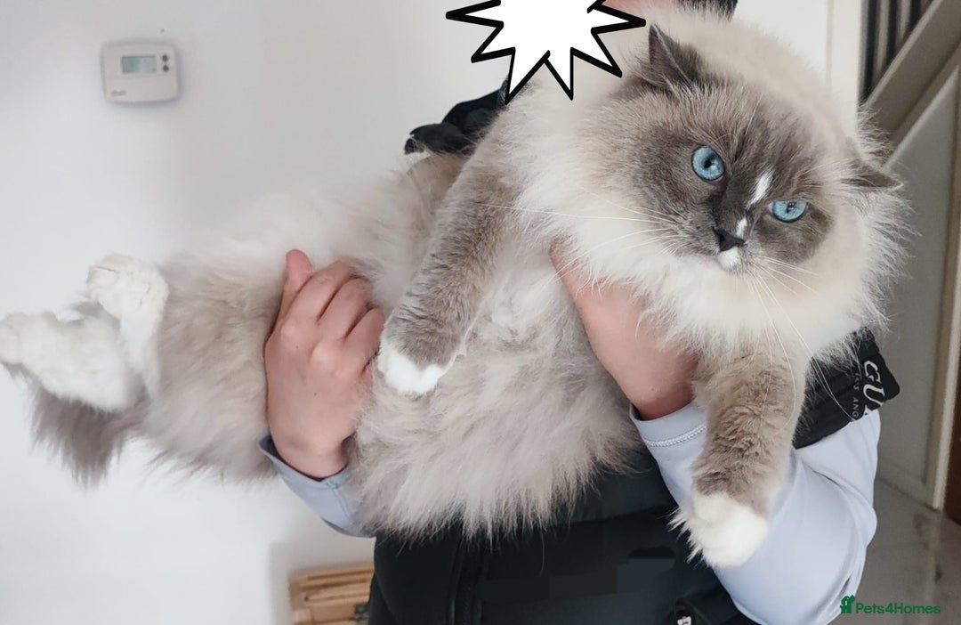 Ragdoll cats for sale: 5 year old ragdoll  - Advert 6