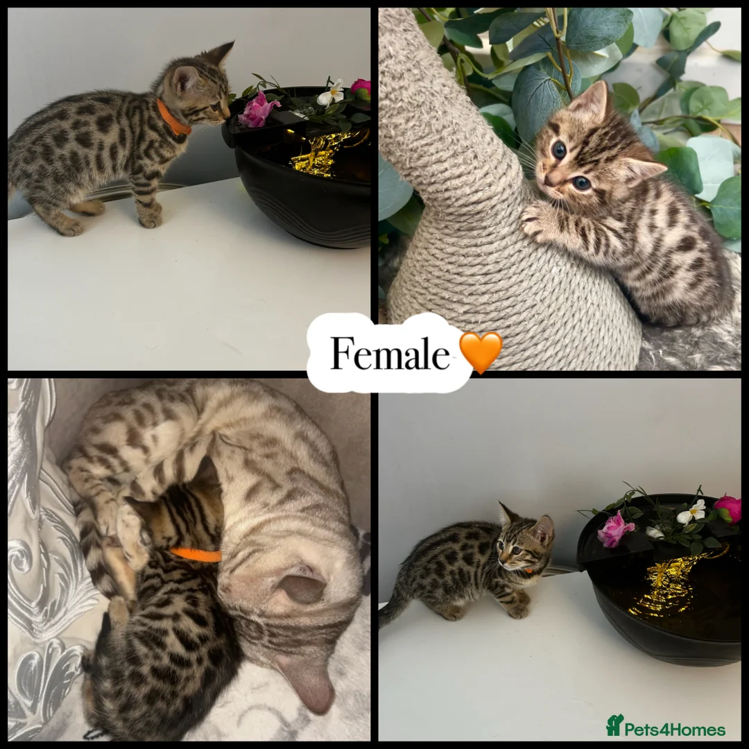 Mixed Breed cats for sale: Adorable kittens  in London - Advert 2
