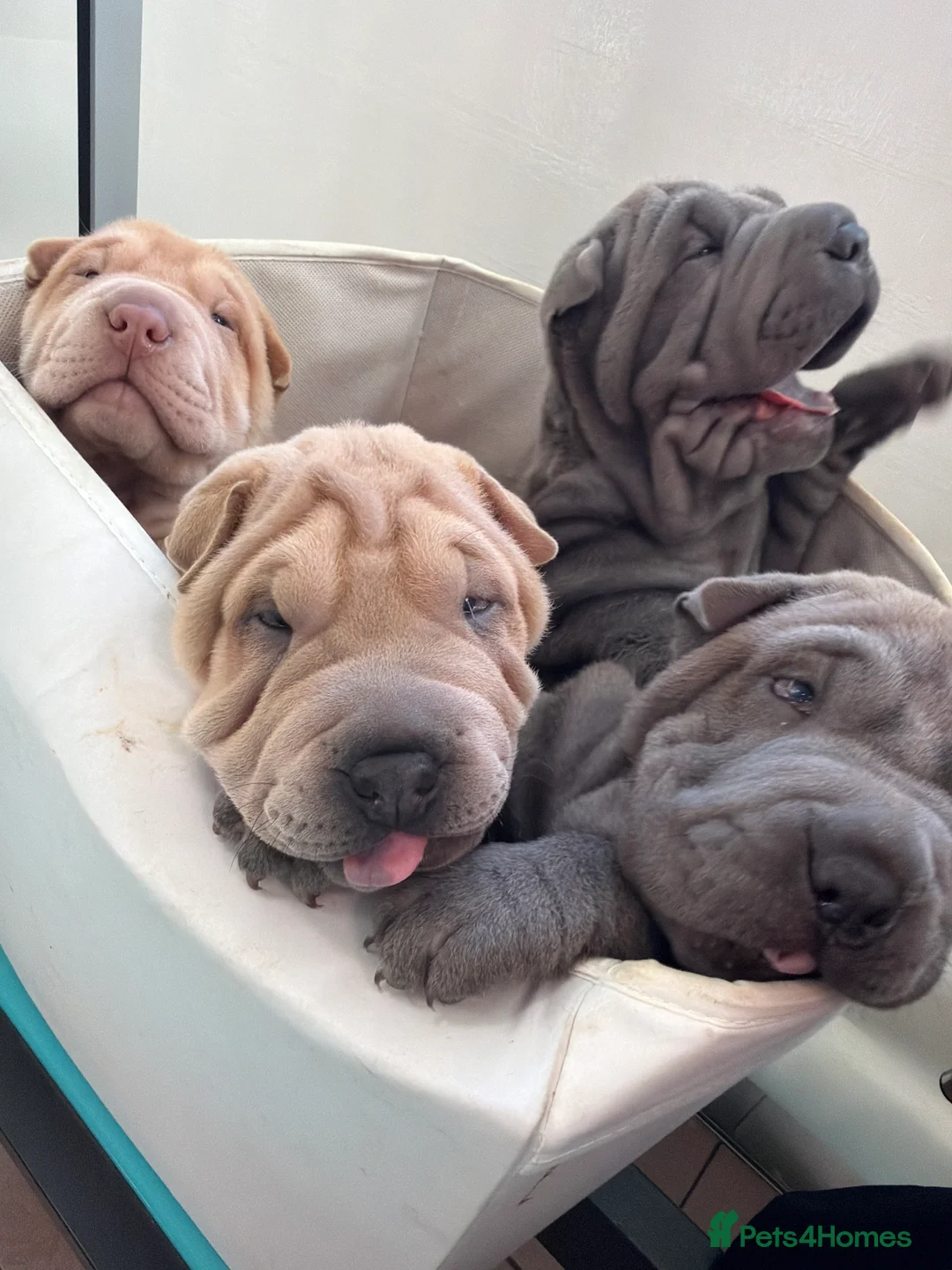 Shar Pei dogs for sale: Shar Pei Dilute puppies  - Advert 2