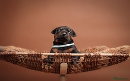 Dobermann dogs for sale: Doberman puppies  - Image 4