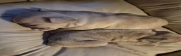 French Bulldog dogs for sale: French Bulldog Puppies - Advert 4