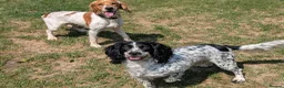 Mixed Breed dogs for sale: Patterdales (cocker/patterdale)  - Advert 10