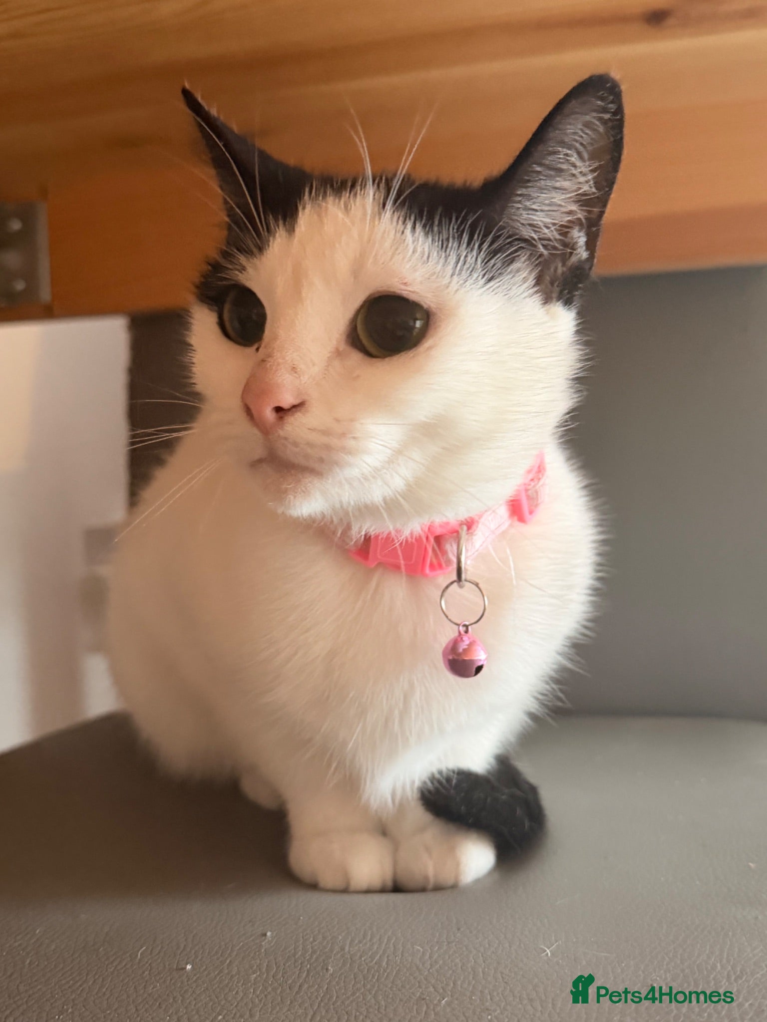 Mixed Breed cats Looking for forever home  - Advert 8