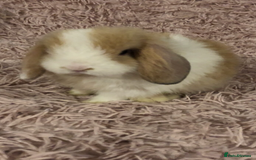Mini Lop rabbits for sale: Beautiful Mini Lop Rabbits  - Image 2