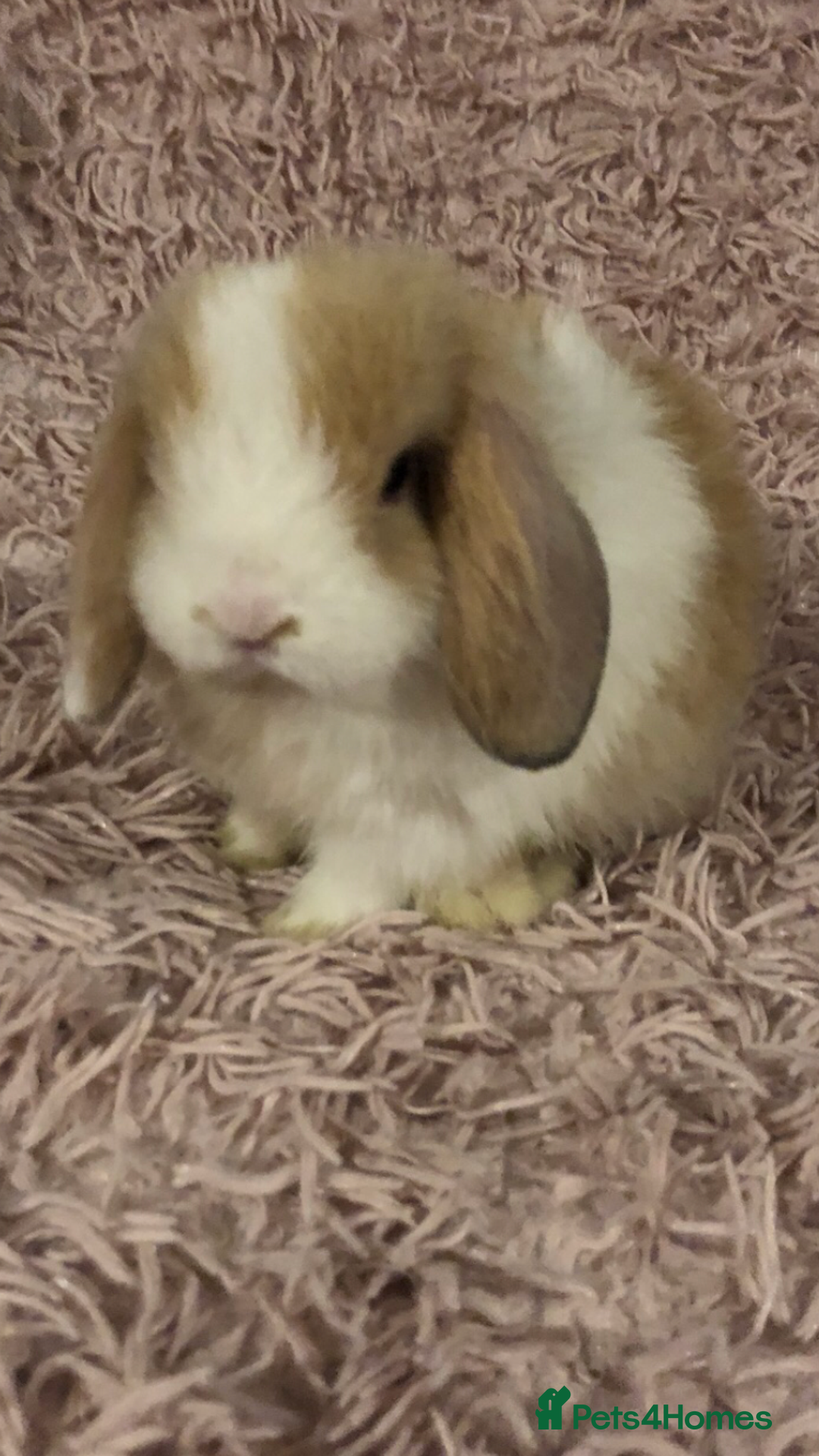 Mini Lop rabbits for sale: Beautiful Mini Lop Rabbits  - Image 2