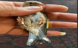 Canaries birds for sale: 2025 young BBC RING Parva goldfinch male  - Image 2