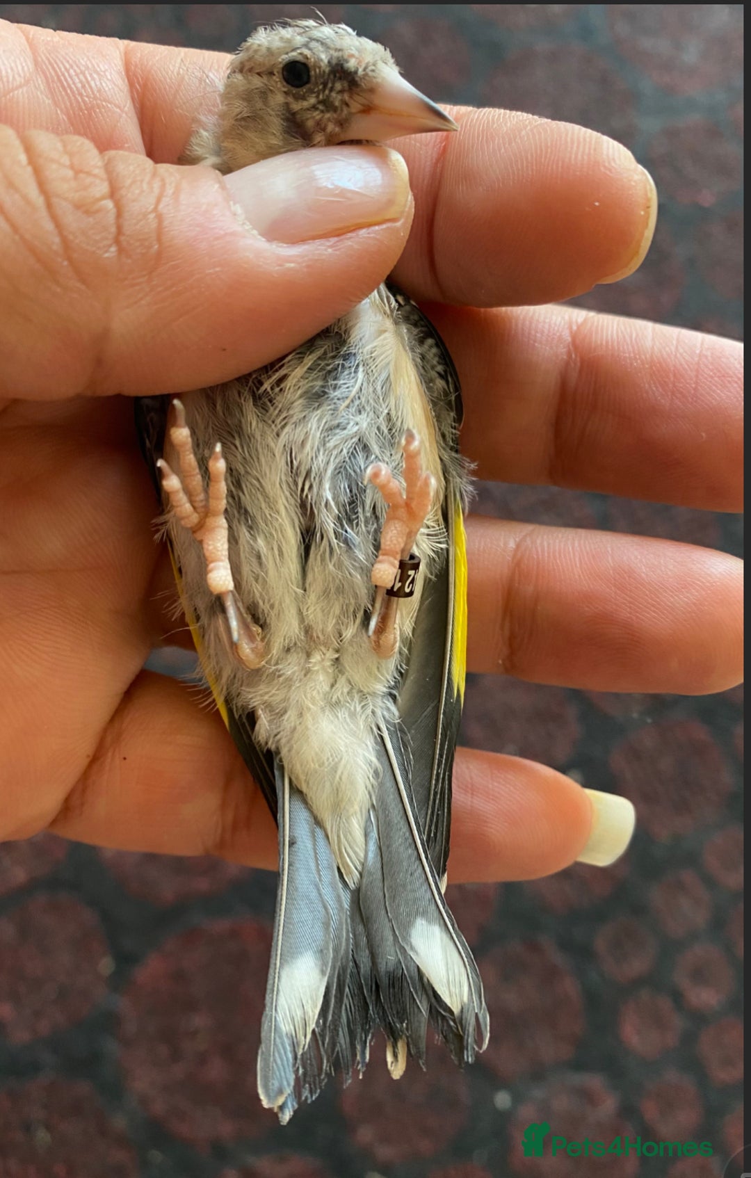 Canaries birds for sale: 2025 young BBC RING Parva goldfinch male  - Image 2