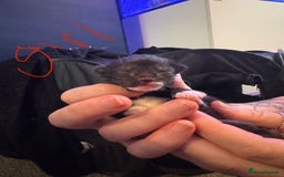 Mixed Breed cats for sale: Black and white kittens  - Image 6