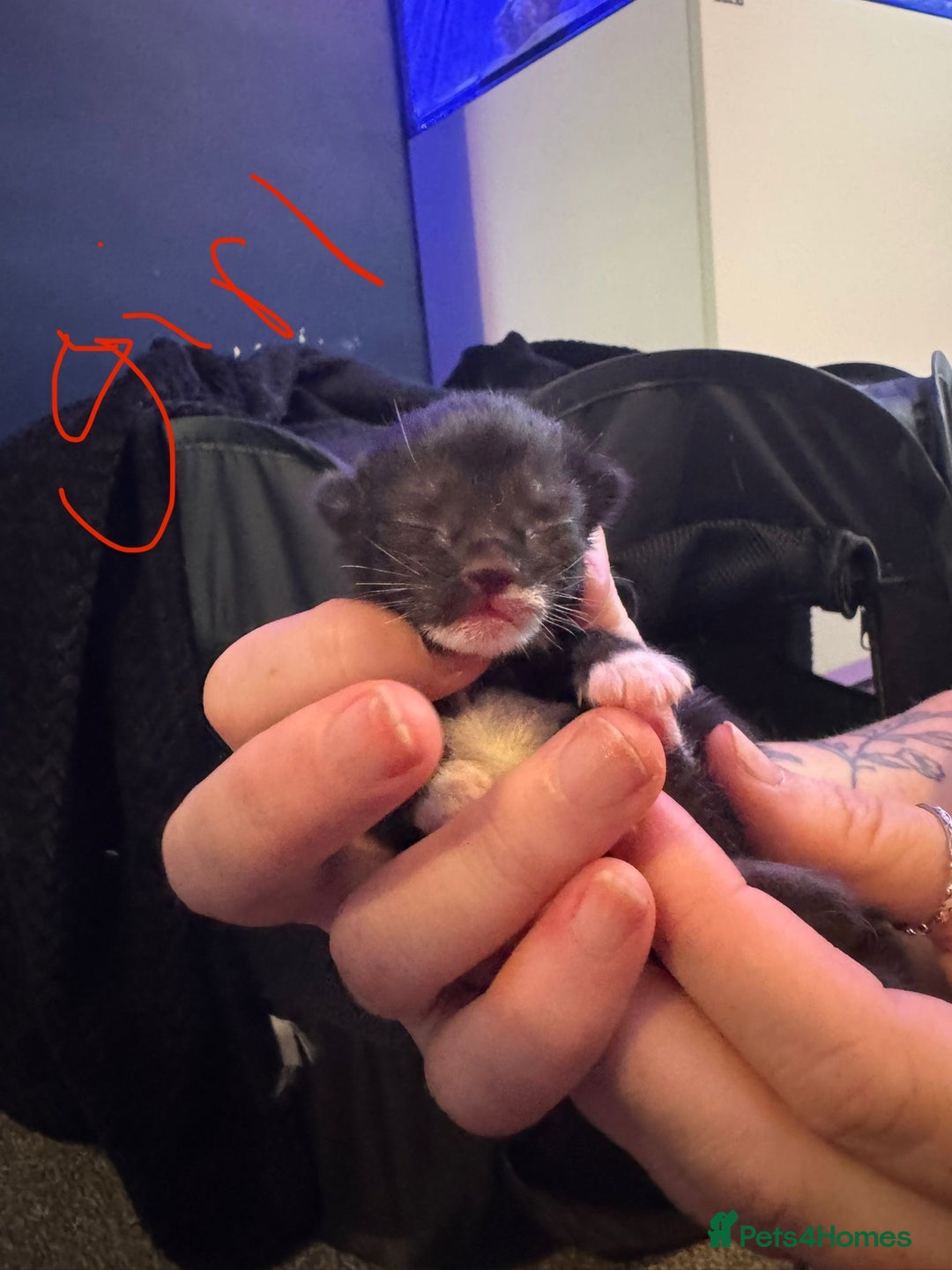 Mixed Breed cats for sale: Black and white kittens  - Image 6