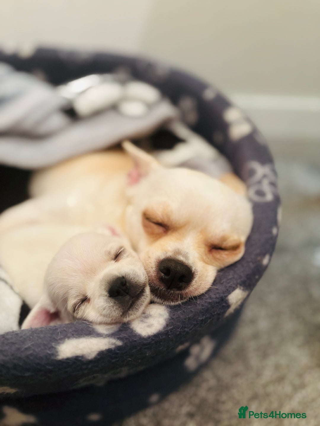 Chihuahua dogs for sale: Beautiful Chihuahua Puppies - Advert 13