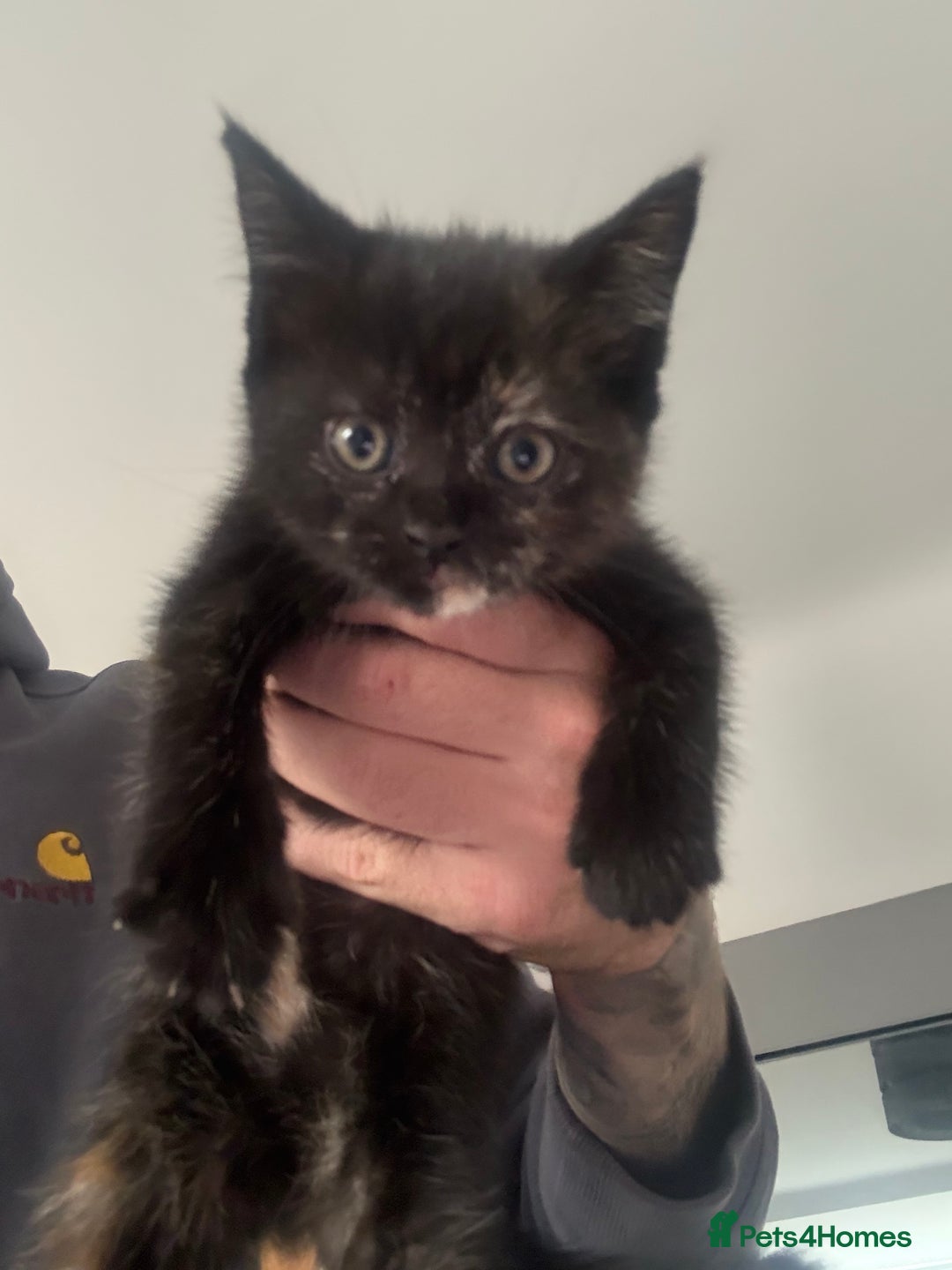 British Shorthair cats for sale: Black British Shorthair-Persian-cross - Image 3