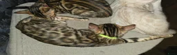 Bengal cats for sale: Prince and princesses seeking human slaves - Advert 28