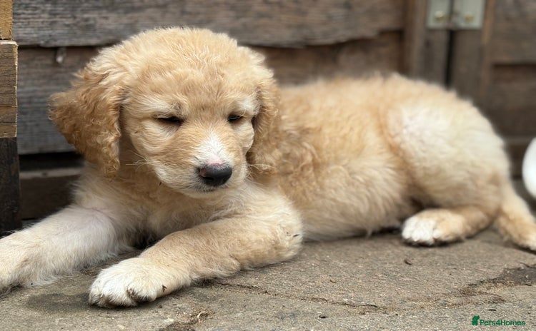 Labradoodle dogs in Uxbridge - Advert 3