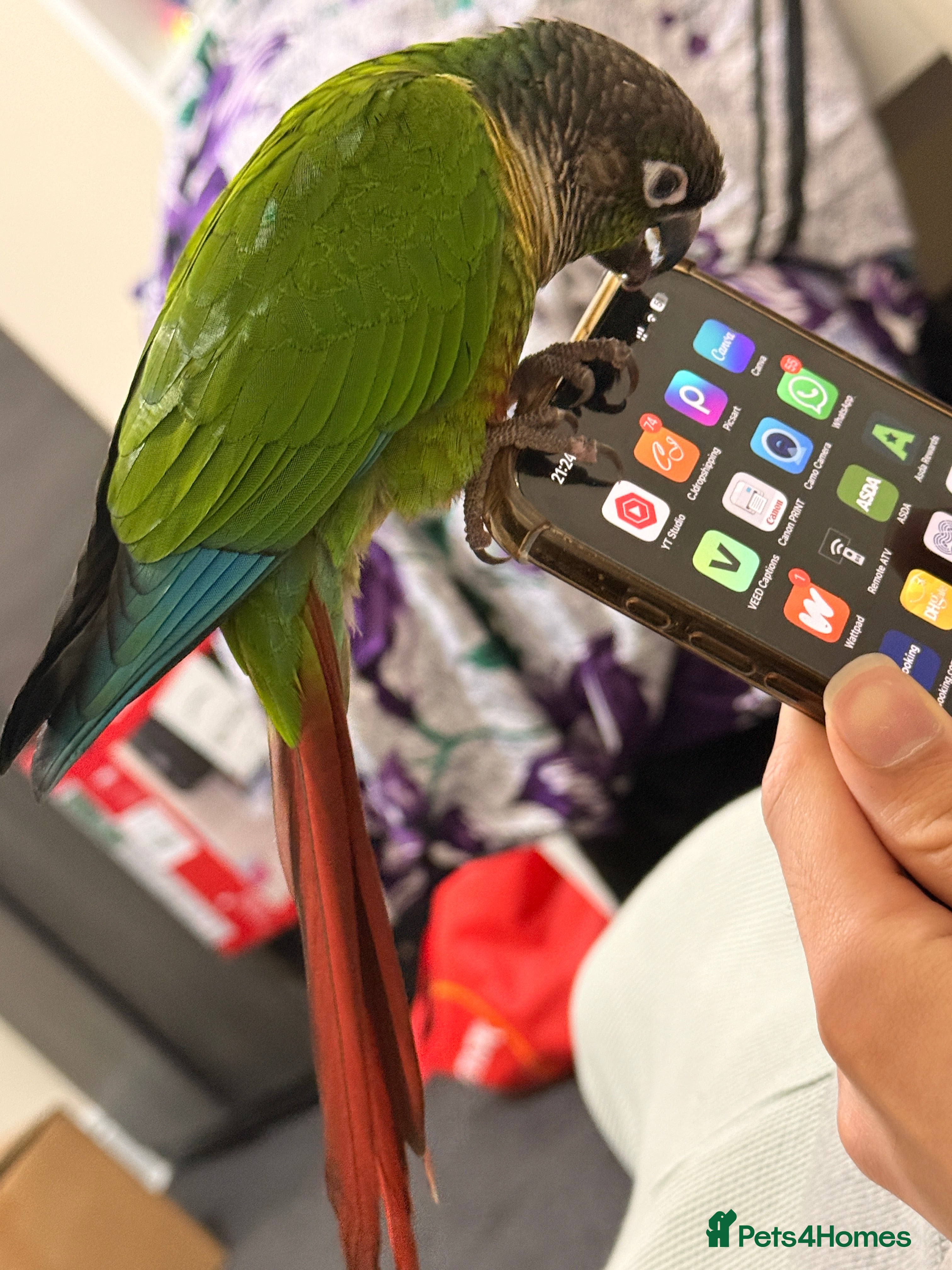 Conures birds Hand-reared Green Cheek Conure 🦜 - Advert 1