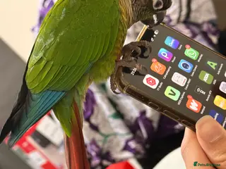 Conures birds Hand-reared Green Cheek Conure 🦜 - Advert 1