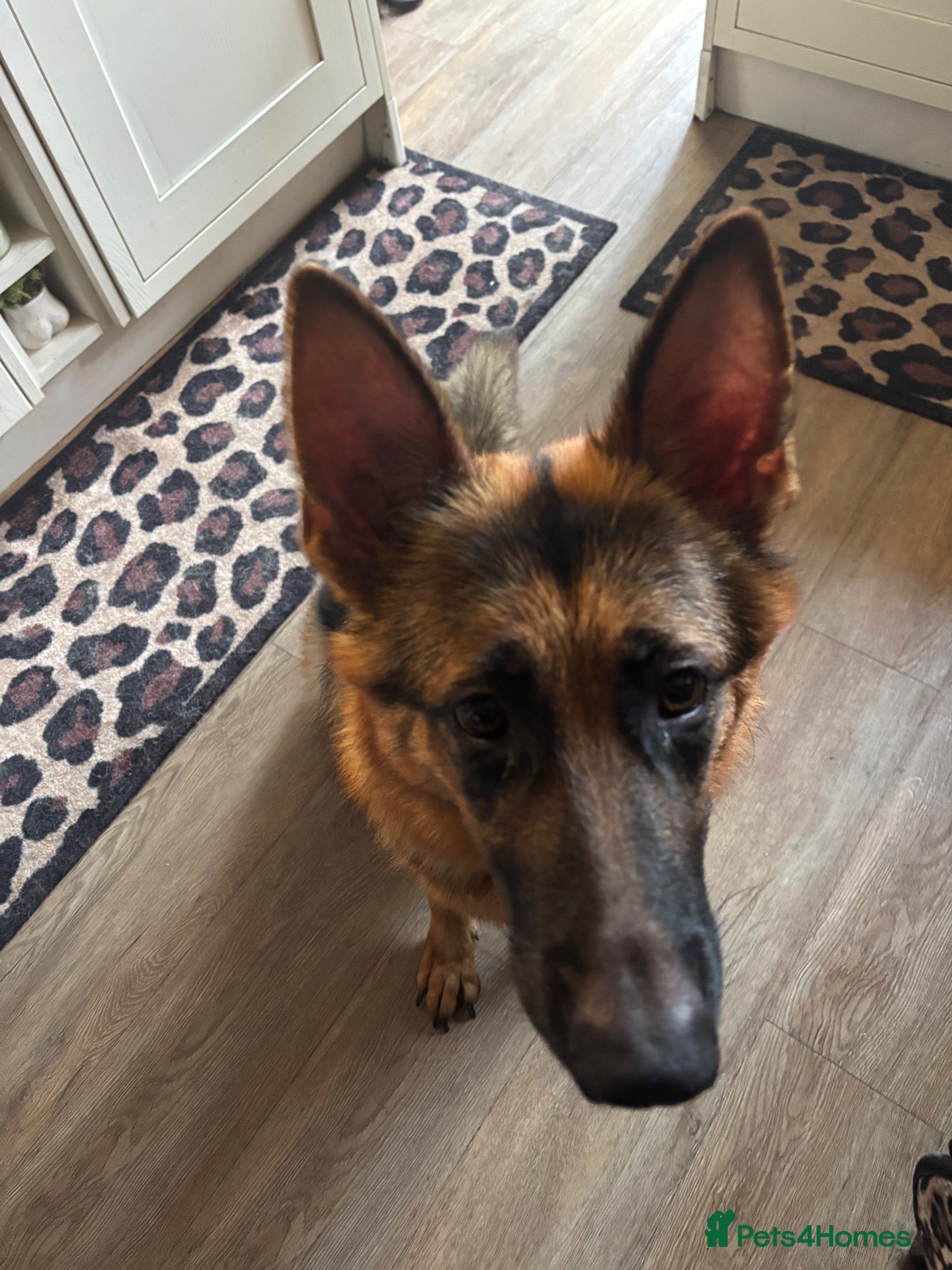 German Shepherd dogs Puppies - Advert 1