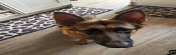 German Shepherd dogs for sale: Puppies - Advert 1