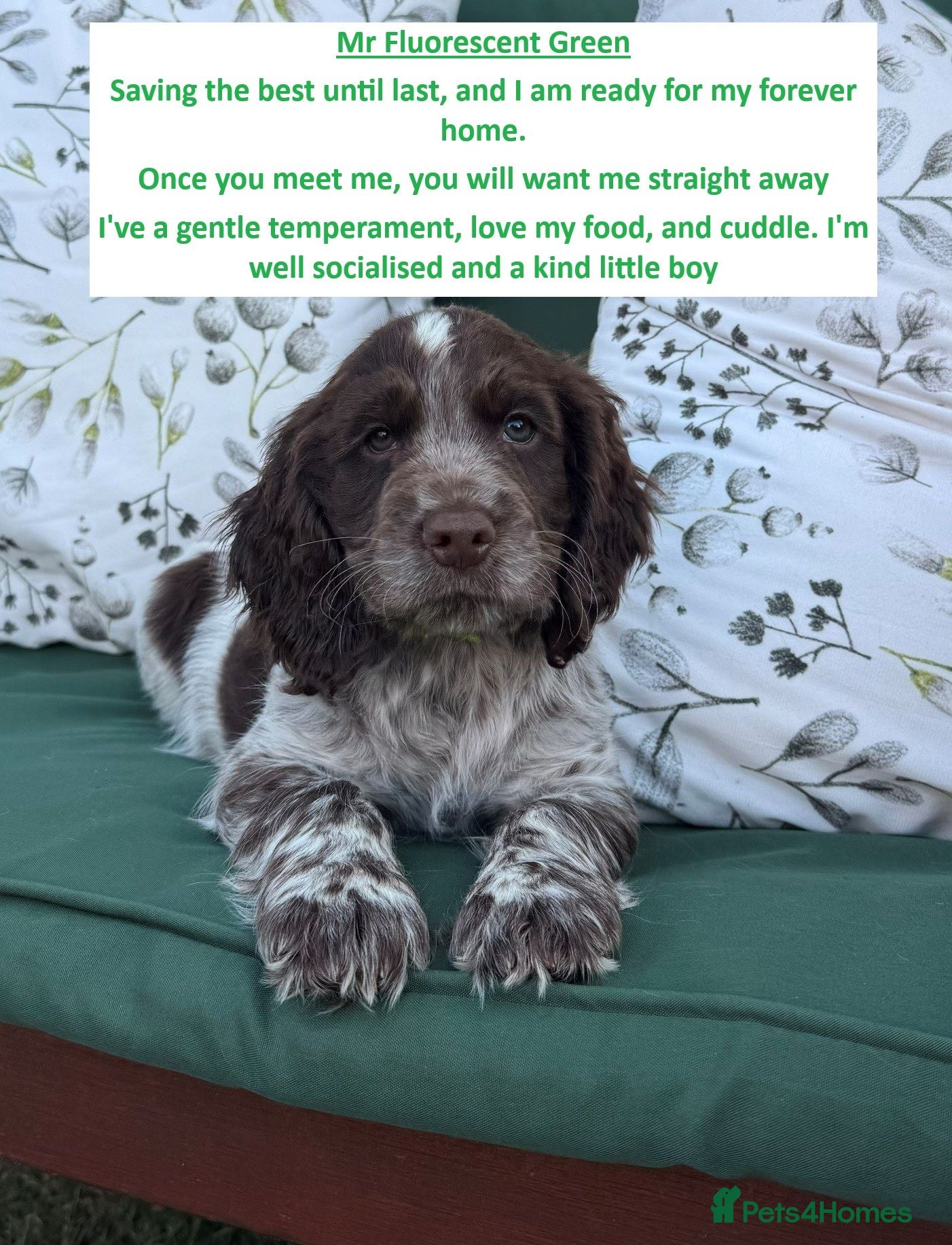 Cocker Spaniel dogs Mr Fluorescent Green ready for his forever home - Advert 1