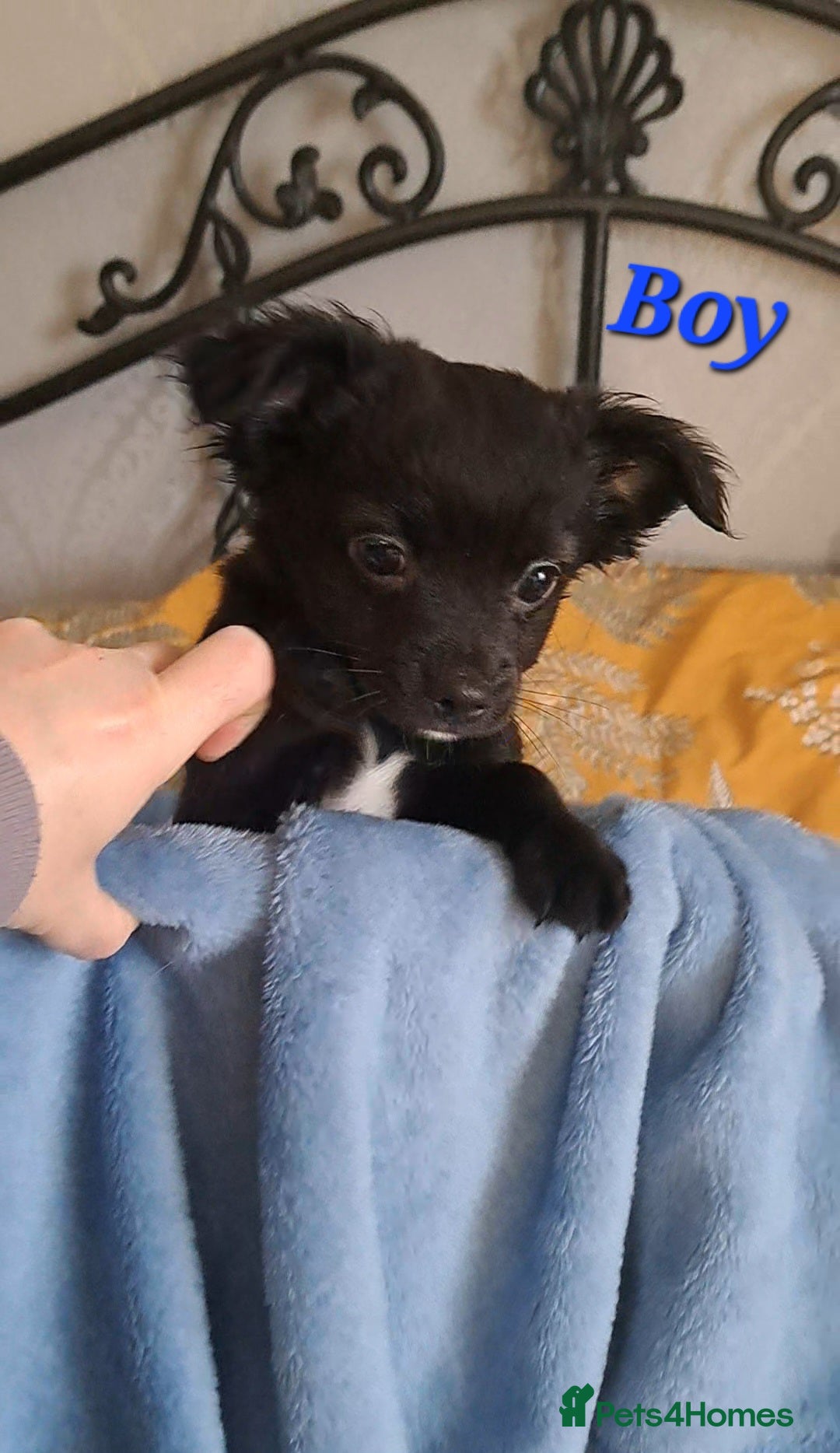 Chihuahua dogs *Last boy left* long coat chihuahua pup - Advert 5